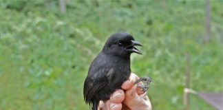 Research: Newly identified African bird species already in trouble —