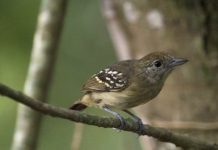 Research: Improving ‘silvopastures’ for bird conservation —