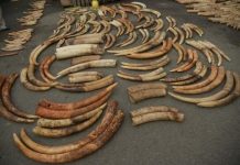 Offbeat: DNA tests of illegal ivory link multiple ivory shipments to same dealers —