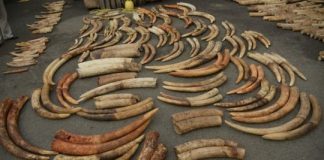 Offbeat: DNA tests of illegal ivory link multiple ivory shipments to same dealers —