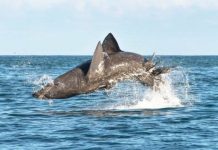 Research: The second-largest fish in the world can swim more than twice as fast as the average man in the Olympic 50m freestyle —