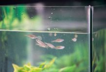 Research: Pairing zebrafish by personality improves fitness of the species —