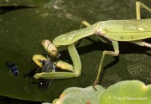 Research: The first fishing praying mantis —