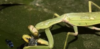 Research: The first fishing praying mantis —