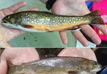 Research: Few hatchery brook trout genes present in Pennsylvania watershed wild fish —