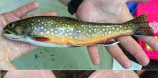 Research: Few hatchery brook trout genes present in Pennsylvania watershed wild fish —