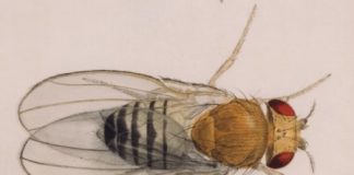 Research: Intestines modify their cellular structure in response to diet —