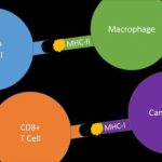 Study: Cancer immunotherapy might benefit from previously overlooked immune players — (Details)