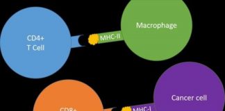 Study: Cancer immunotherapy might benefit from previously overlooked immune players — (Details)