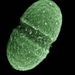 Study: Manganese plays a key role in bacterial infection — (Details)