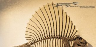 Research: Study of fossil bones leads to new conclusions about spine’s importance —