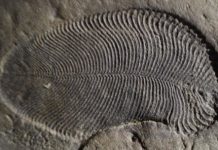 Research: Fat from 558 million years ago reveals earliest known animal —