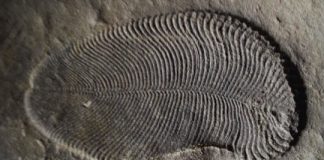 Research: Fat from 558 million years ago reveals earliest known animal —