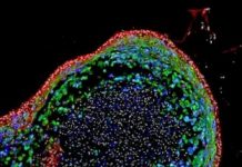 Research: Tiny organoids enable personalized disease diagnosis, regenerative therapies —
