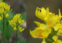 Research: What’s eating these endangered orchids? How seed-feeding flies are threatening five orchid species —