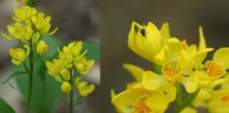 Research: What’s eating these endangered orchids? How seed-feeding flies are threatening five orchid species —