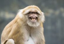 Research: Gambling monkeys help scientists find brain area linked to high-risk behavior —