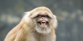 Research: Gambling monkeys help scientists find brain area linked to high-risk behavior —