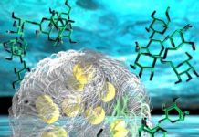 Tech: Lab model of membraneless organelle makes sugar metabolism reactions cascade — (Report)