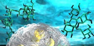 Tech: Lab model of membraneless organelle makes sugar metabolism reactions cascade — (Report)