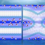 Study: Research could provide new insights into diseases in which normal cell fusion is disrupted — (Details)