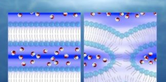 Study: Research could provide new insights into diseases in which normal cell fusion is disrupted — (Details)