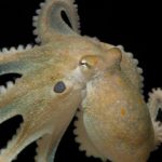 Study: Octopuses given mood drug ‘ecstasy’ reveal genetic link to evolution of social behaviors in humans — (Details)