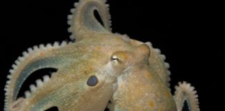 Study: Octopuses given mood drug ‘ecstasy’ reveal genetic link to evolution of social behaviors in humans — (Details)