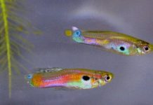 Research: Light pollution makes fish more courageous —