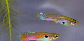Research: Light pollution makes fish more courageous —