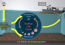 Research: Ocean acidification may reduce sea scallop fisheries —