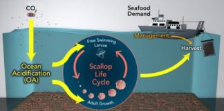 Research: Ocean acidification may reduce sea scallop fisheries —