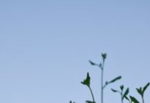 Research: Burst of morning gene activity tells plants when to flower —