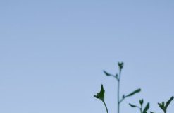 Research: Burst of morning gene activity tells plants when to flower —