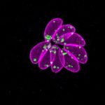 Study: Parasite makes quick exit when researchers remove the handbrake — (Details)