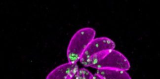 Study: Parasite makes quick exit when researchers remove the handbrake — (Details)