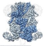 Study: Cryo-EM reveals structure of protein responsible for regulating body temperature — (Details)