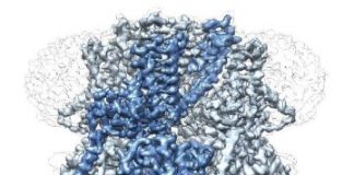 Study: Cryo-EM reveals structure of protein responsible for regulating body temperature — (Details)