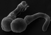 Research: Sex in plants requires thrust —