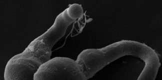 Research: Sex in plants requires thrust —