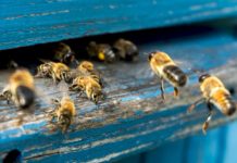 Research: Common weed killer linked to bee deaths —