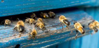 Research: Common weed killer linked to bee deaths —