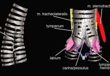Research: Nothing has a voicebox quite like a bird’s, but cats, mice, and crocs show some similarities —