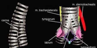 Research: Nothing has a voicebox quite like a bird’s, but cats, mice, and crocs show some similarities —