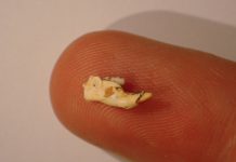 Research: Ancient mice discovered by climate cavers —