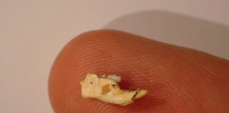 Research: Ancient mice discovered by climate cavers —