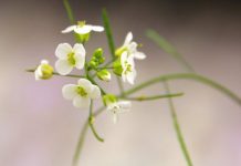 Research: Genome duplication drives evolution of species —