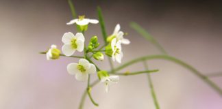 Research: Genome duplication drives evolution of species —