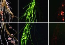 Research: How leaves talk to roots —