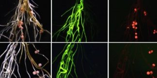 Research: How leaves talk to roots —